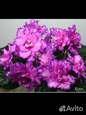 Детки сортовых фиалок