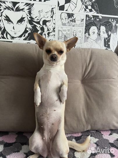 Вязка чихуахуа девочка