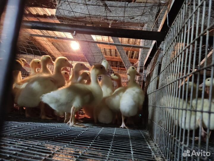 Утята оптом подрощенные