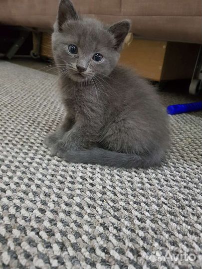 Британская кошка