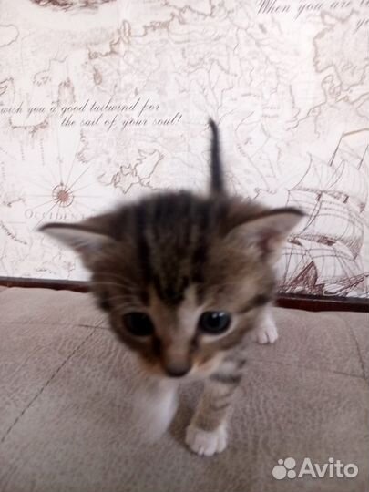 Котенок в добрые руки его ждет улица