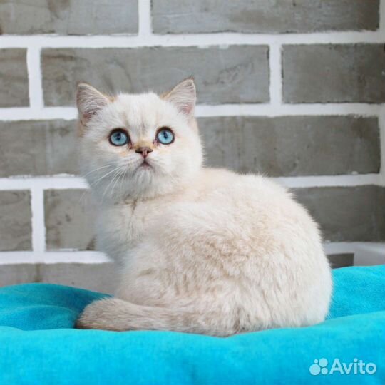 Британские котята