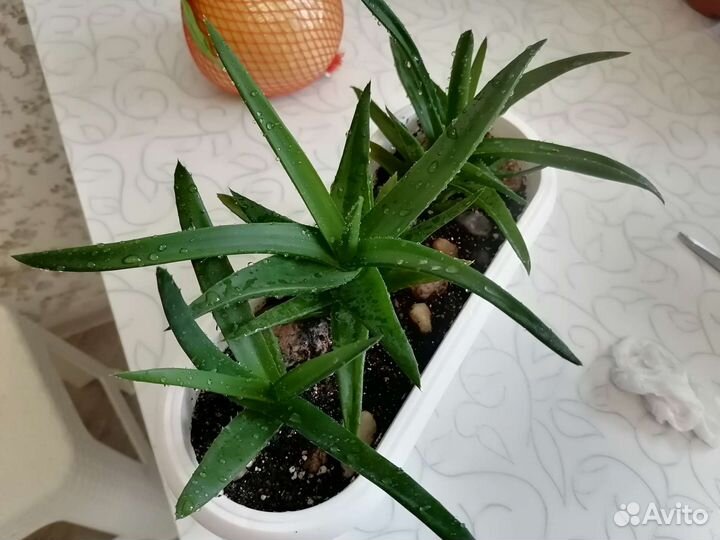Алоэ сортовые, в новых горшках
