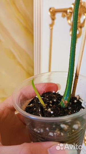 Филодендрон вариегатный Магическая Маска