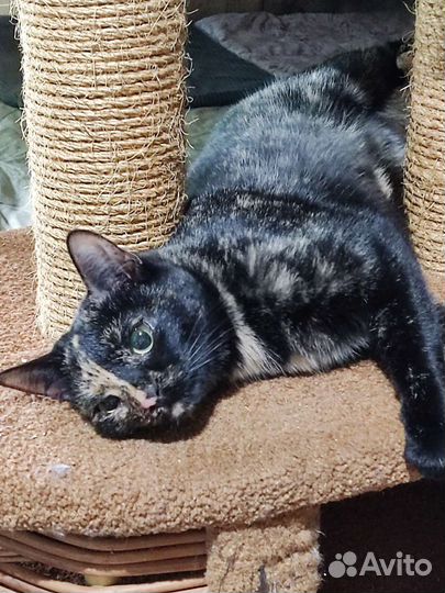 Кошки в добрые руки бесплатно