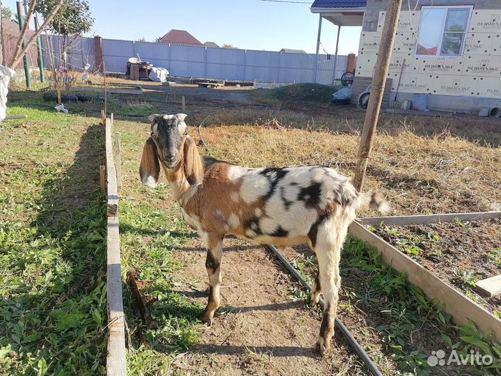 Нубийские козлики