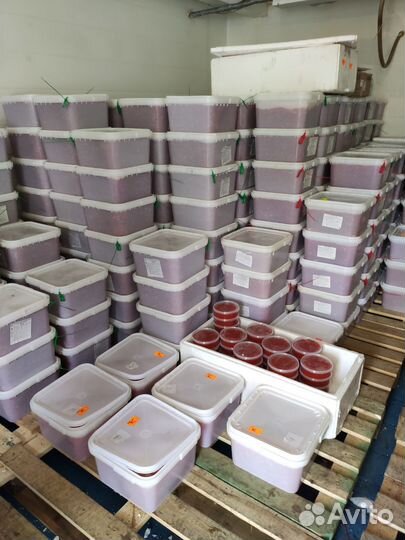 Красная икра 2023 опт