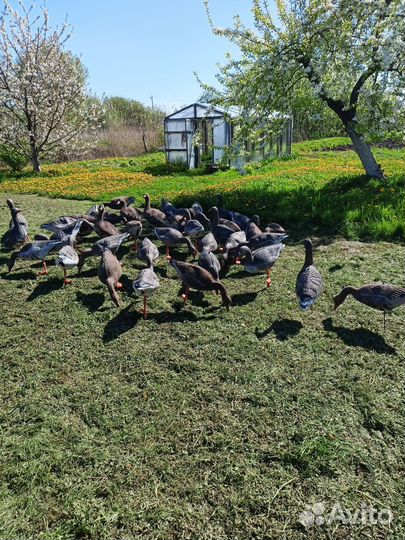 Чучела гусей для охоты бу