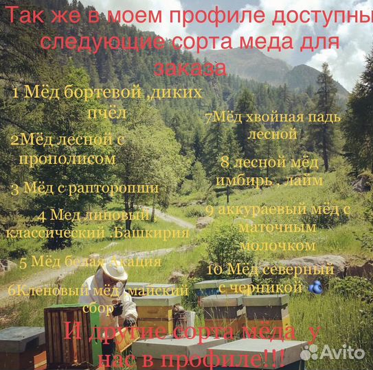 Перга (живая) с медом