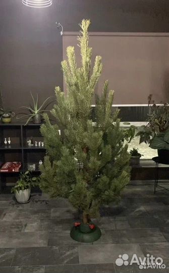 Живые елки оптом с доставкой