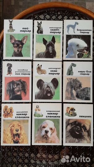 Открытки Собачки СССР 1969 и 1991 годы