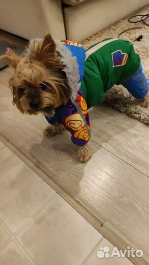 Зимний комбинезон для маленькой собаки