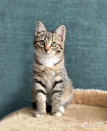 Милый котенок в добрые руки