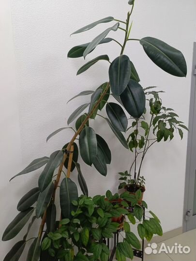 Цветы комнатные от 100