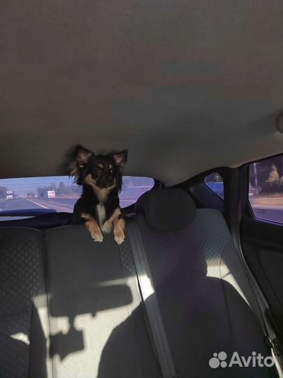 Вязка кобель чихуахуа