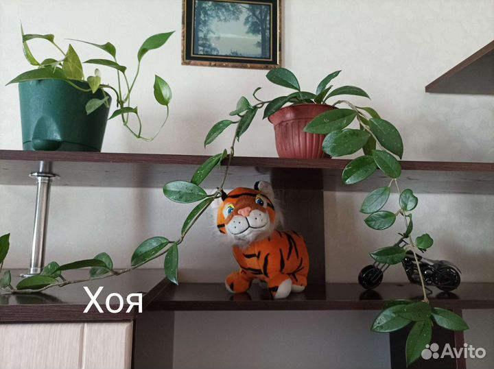 Растения плетистые. Тенивыносливые