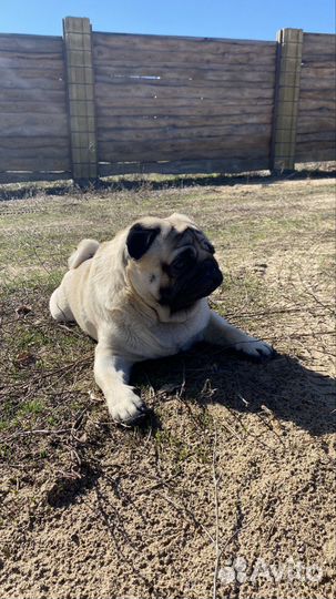 Мопс на вязку