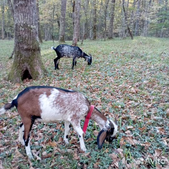 Нубийские козы