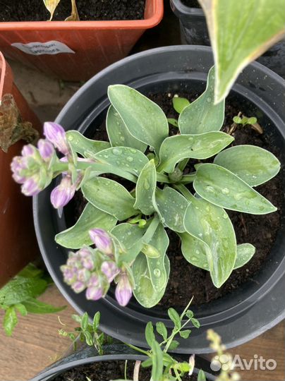 Хосты, лилии в наличие