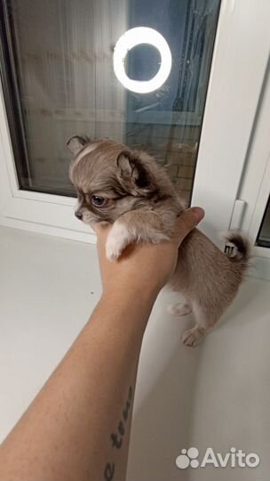 Щенки Чихуахуа