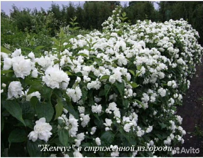 Саженцы жасмин махровый, ароматный 5 сортов зкс