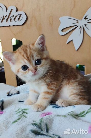 Шотландская мраморное золото