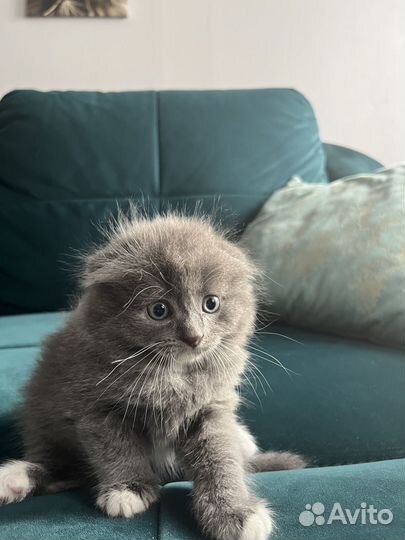 Шотландские котята