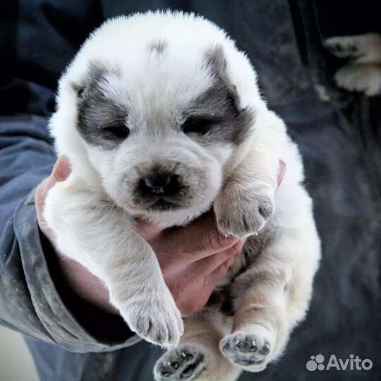 Среднеазиатская овчарка, албай