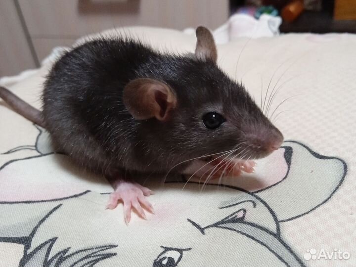 Продам крысят