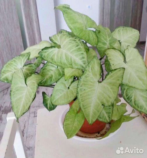 Сингониум White Butterfly