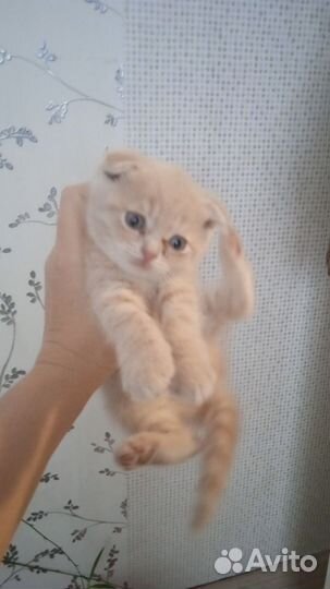 Шотландские вислоухие котята