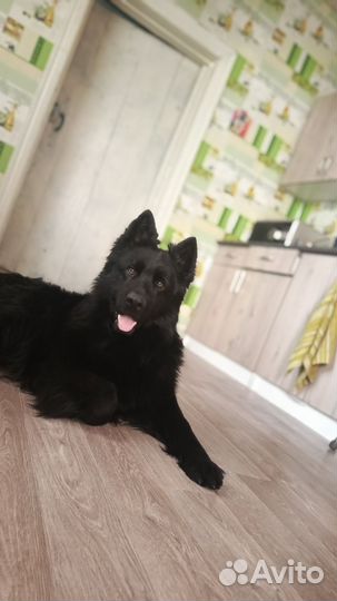 Вязка, кобель немецкая овчарка