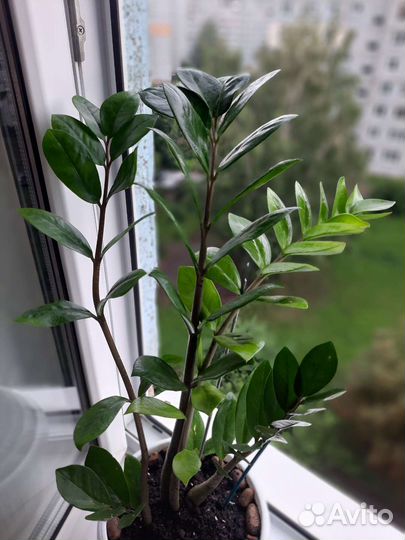 Замиокулькас