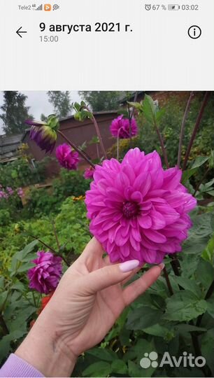 Продам клубни георгин