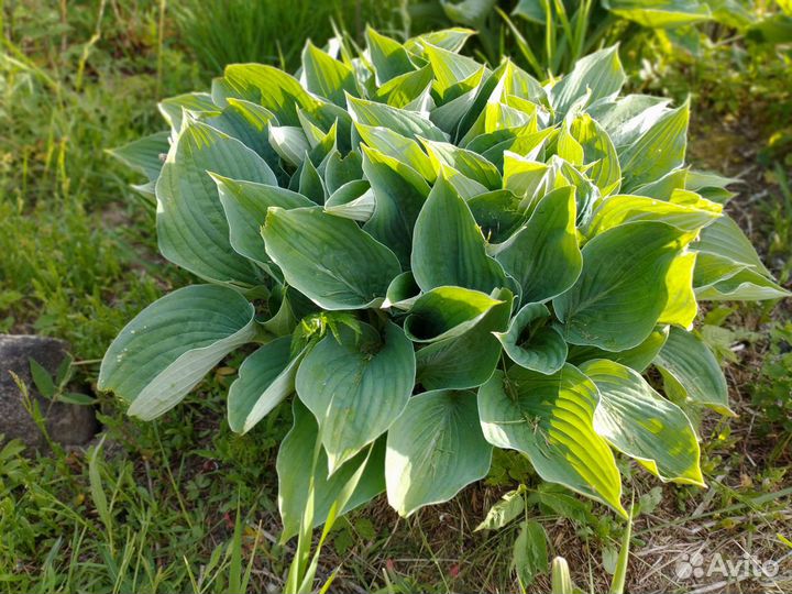 Многолетники