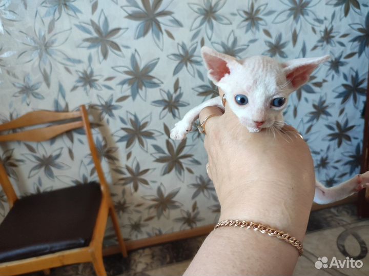 Донской сфинкс котята