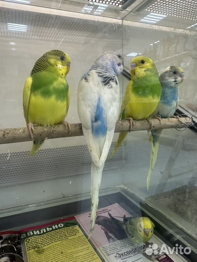 Птенцы волнистый попугай