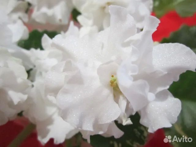 Фиалки детки