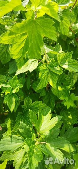 Пучки для засолки