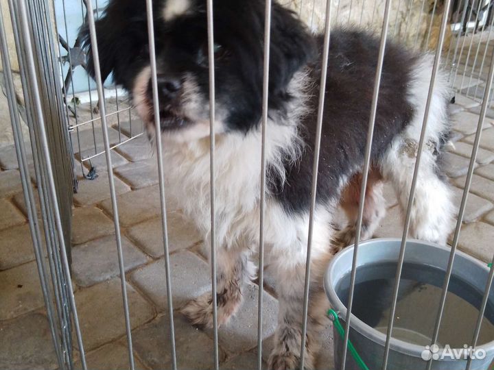 Помогите собачке