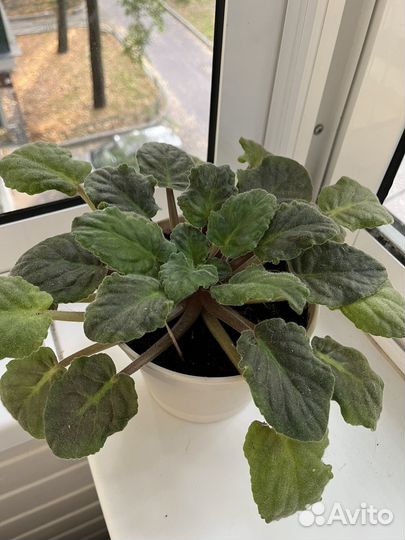 Фиалка в горшке