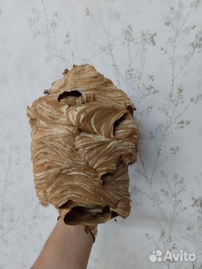 Гнездо шершня