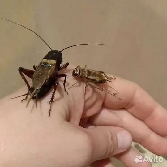 Сверчки кормовые