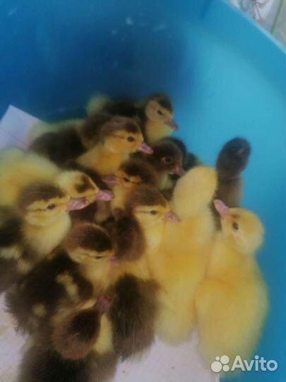 Мускусные утята индоутки