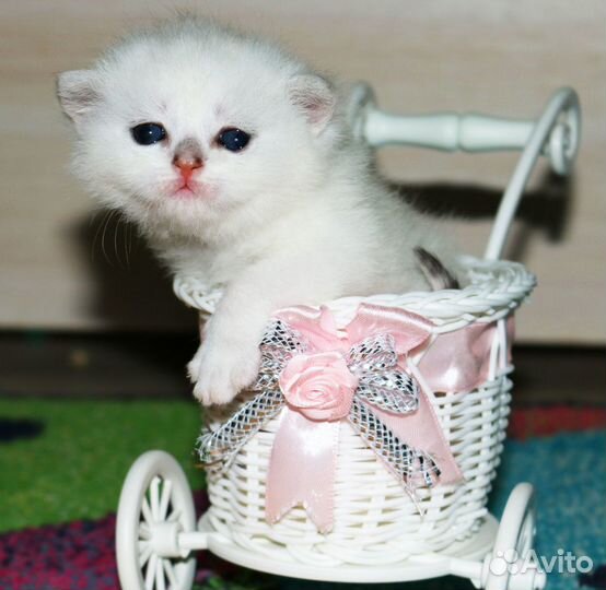 Серебристые британские шиншиллы