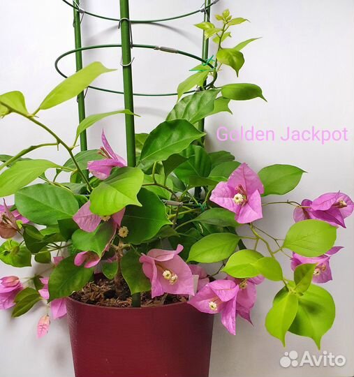 Опора держатель для растений