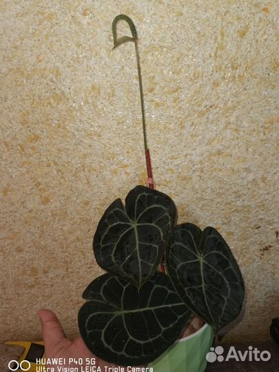 Антуриум кларинервиум