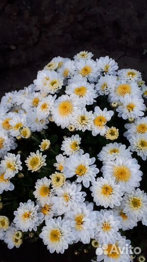 Хризантемы мультифлора