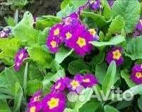 Рассада примула