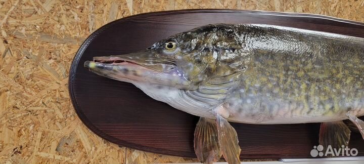 Чучело щуки весом 8кг